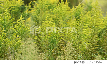 セイタカアワダチソウ (Golden rod) 土地・不動産素材にも セイタカアワダチソウ (Golden rod) 土地・不動産素材にも 142345625