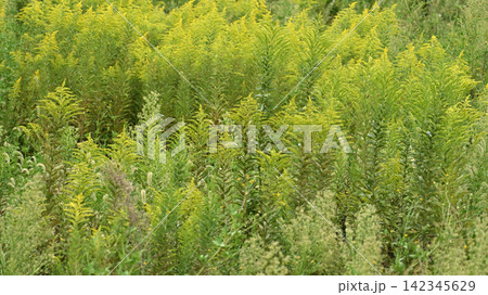 セイタカアワダチソウ (Golden rod) 土地・不動産素材にも セイタカアワダチソウ (Golden rod) 土地・不動産素材にも 142345629