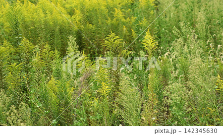セイタカアワダチソウ (Golden rod) 土地・不動産素材にも セイタカアワダチソウ (Golden rod) 土地・不動産素材にも 142345630
