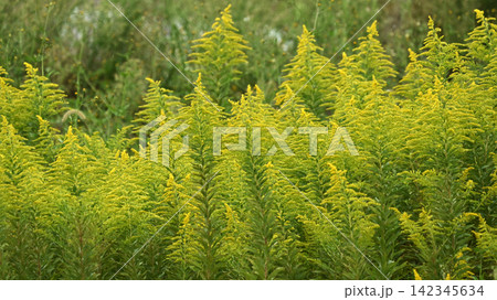 セイタカアワダチソウ (Golden rod) 土地・不動産素材にも セイタカアワダチソウ (Golden rod) 土地・不動産素材にも 142345634