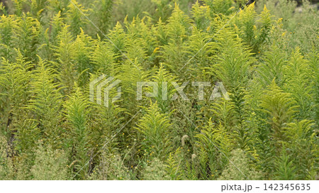 セイタカアワダチソウ (Golden rod)　土地・不動産素材にも 142345635