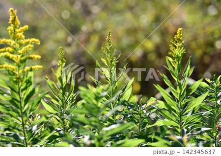 セイタカアワダチソウ (Golden rod) 土地・不動産素材にも セイタカアワダチソウ (Golden rod) 土地・不動産素材にも 142345637