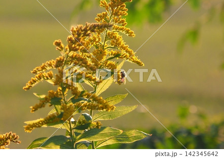 セイタカアワダチソウ (Golden rod) 土地・不動産素材にも セイタカアワダチソウ (Golden rod) 土地・不動産素材にも 142345642