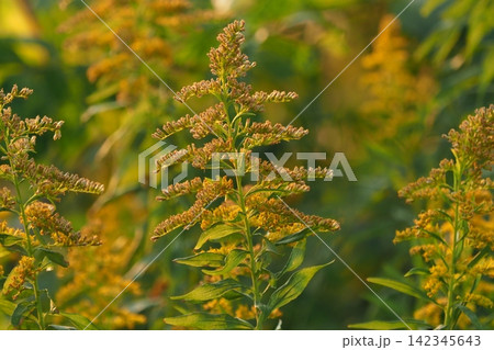 セイタカアワダチソウ (Golden rod)　土地・不動産素材にも 142345643