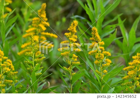 セイタカアワダチソウ (Golden rod) 土地・不動産素材にも セイタカアワダチソウ (Golden rod) 土地・不動産素材にも 142345652