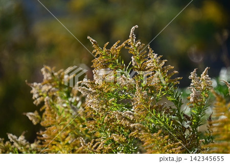 セイタカアワダチソウ (Golden rod) 土地・不動産素材にも セイタカアワダチソウ (Golden rod) 土地・不動産素材にも 142345655