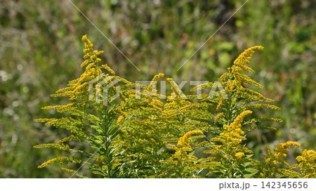 セイタカアワダチソウ (Golden rod) 土地・不動産素材にも セイタカアワダチソウ (Golden rod) 土地・不動産素材にも 142345656