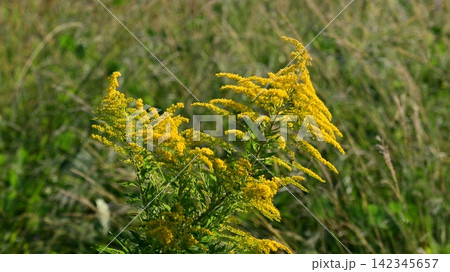 セイタカアワダチソウ (Golden rod) 土地・不動産素材にも セイタカアワダチソウ (Golden rod) 土地・不動産素材にも 142345657