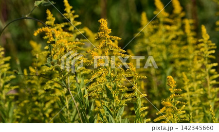 セイタカアワダチソウ (Golden rod) 土地・不動産素材にも セイタカアワダチソウ (Golden rod) 土地・不動産素材にも 142345660