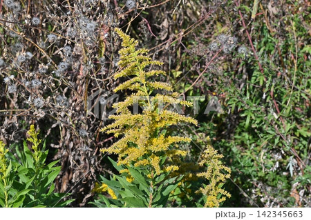 セイタカアワダチソウ (Golden rod)　土地・不動産素材にも 142345663