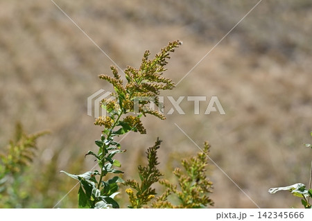 セイタカアワダチソウ (Golden rod) 土地・不動産素材にも セイタカアワダチソウ (Golden rod) 土地・不動産素材にも 142345666