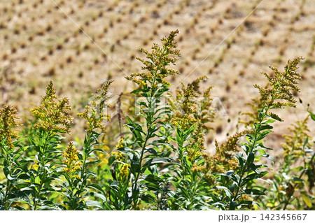 セイタカアワダチソウ (Golden rod)　土地・不動産素材にも 142345667