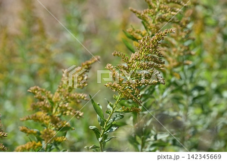 セイタカアワダチソウ (Golden rod) 土地・不動産素材にも セイタカアワダチソウ (Golden rod) 土地・不動産素材にも 142345669