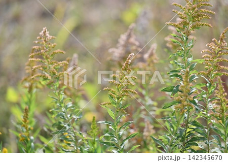 セイタカアワダチソウ (Golden rod) 土地・不動産素材にも セイタカアワダチソウ (Golden rod) 土地・不動産素材にも 142345670
