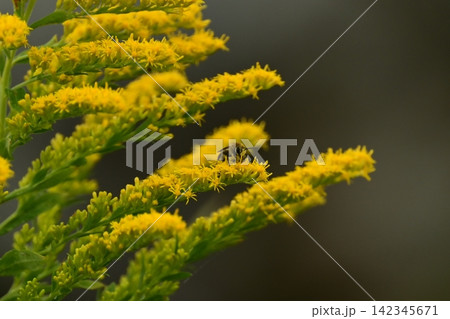 セイタカアワダチソウ (Golden rod) 土地・不動産素材にも セイタカアワダチソウ (Golden rod) 土地・不動産素材にも 142345671