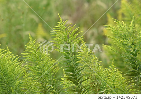 セイタカアワダチソウ (Golden rod) 土地・不動産素材にも セイタカアワダチソウ (Golden rod) 土地・不動産素材にも 142345673