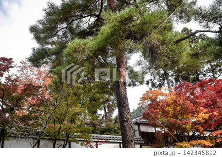 京都の秋・紅葉の季節 京都の秋・紅葉の季節 142345812