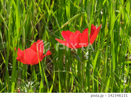 Spring bloom of anemones (Anemone coronaria) in the Negev 142346131