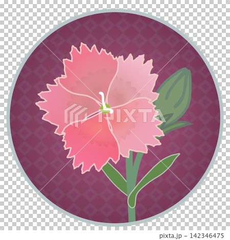 Illustration of a salmon pink dianthus with a circular background. Illustration of a salmon pink dianthus with a circular background. 142346475