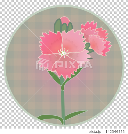 Illustration of a salmon pink dianthus with a circular background. Illustration of a salmon pink dianthus with a circular background. 142346553