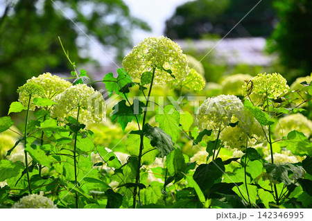 アジサイ 白花 アジサイ 白花 142346995