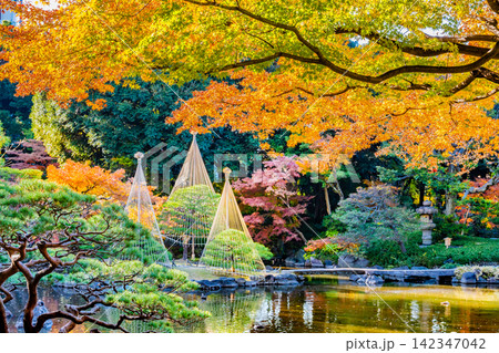 東京 旧古河庭園 紅葉 東京 旧古河庭園 紅葉 142347042