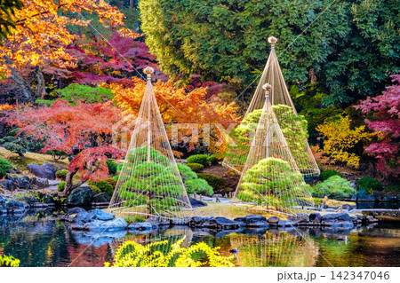 東京 旧古河庭園　紅葉 142347046