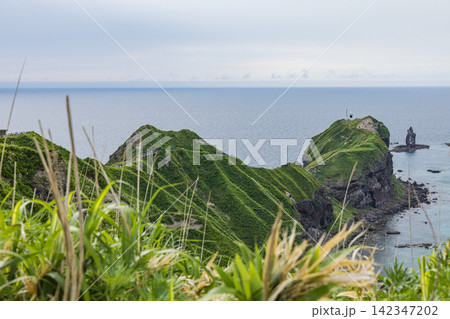 日本　北海道積丹町・夏の野草越しに望む神威岬と積丹半島の雄大な風景 142347202