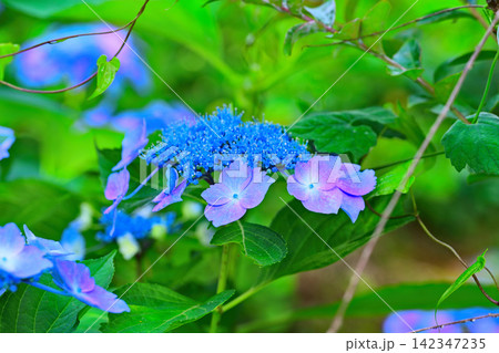 ガクアジサイ ガクアジサイ 142347235