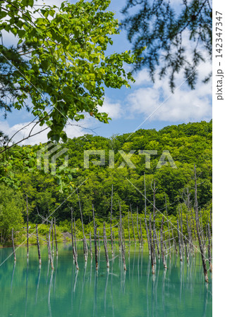 日本 北海道美瑛町白金の初夏に輝くコバルトブルーの青い池と立ち枯れたカラマツの木 日本 北海道美瑛町白金の初夏に輝くコバルトブルーの青い池と立ち枯れたカラマツの木 142347347