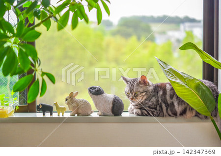 窓辺で動物のミニチュア達と並んでくつろぐ猫 142347369