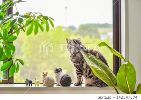 窓辺で動物のミニチュア達と並んでくつろぐ猫 142347374
