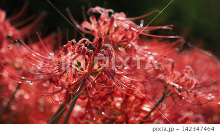 ヒガンバナ(彼岸花/Lycoris radiata) ヒガンバナ(彼岸花/Lycoris radiata) 142347464