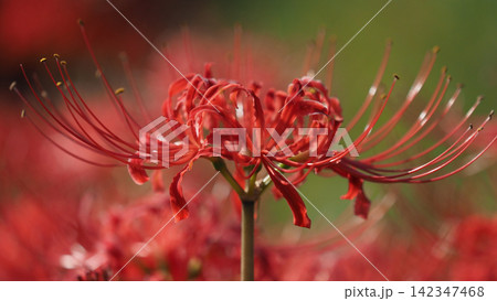ヒガンバナ(彼岸花／Lycoris radiata) 142347468