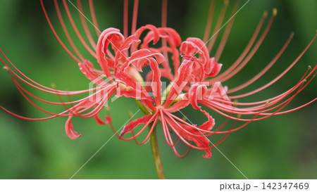 ヒガンバナ(彼岸花/Lycoris radiata) ヒガンバナ(彼岸花/Lycoris radiata) 142347469