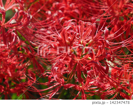 ヒガンバナ(彼岸花/Lycoris radiata) ヒガンバナ(彼岸花/Lycoris radiata) 142347478
