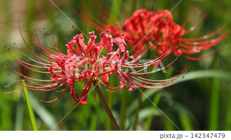 ヒガンバナ(彼岸花/Lycoris radiata) ヒガンバナ(彼岸花/Lycoris radiata) 142347479