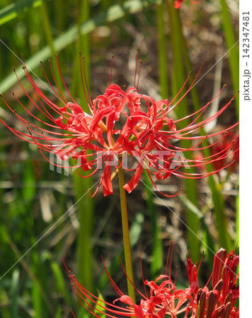 ヒガンバナ(彼岸花/Lycoris radiata) ヒガンバナ(彼岸花/Lycoris radiata) 142347481