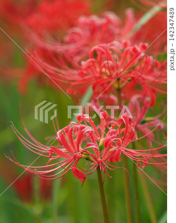 ヒガンバナ(彼岸花/Lycoris radiata) ヒガンバナ(彼岸花/Lycoris radiata) 142347489