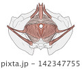 オールドスタイル風手描き　詳しい骨盤底筋群　断面図下から見たところ 142347755
