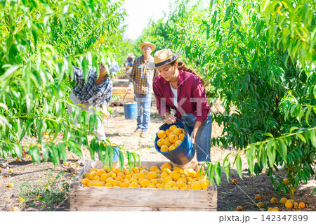 Female worker harvest ripe peaches in big box 142347899
