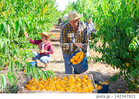 Man with bucket of peaches 142347915