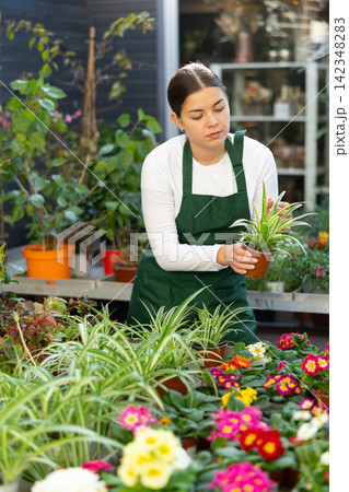 Gardener woman holding potted spider plant in container garden Gardener woman holding potted spider plant in container garden 142348283