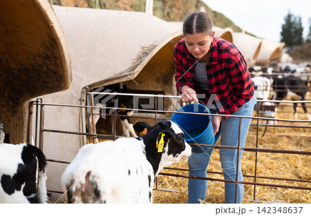 Young girl farmer feeding calves from bucket in stall outdoors 142348637
