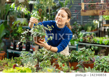 Female customer choosing pot of ivy in container garden shop Female customer choosing pot of ivy in container garden shop 142348658