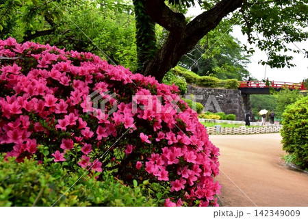 神奈川県 小田原城本丸東堀の満開サツキと花菖蒲園 神奈川県 小田原城本丸東堀の満開サツキと花菖蒲園 142349009