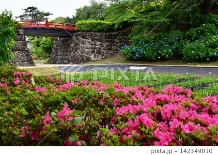 神奈川県 小田原城本丸東堀の満開紫陽花と満開サツキと花菖蒲園 神奈川県 小田原城本丸東堀の満開紫陽花と満開サツキと花菖蒲園 142349010