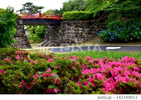神奈川県 小田原城本丸東堀の満開紫陽花と満開サツキと花菖蒲園 神奈川県 小田原城本丸東堀の満開紫陽花と満開サツキと花菖蒲園 142349011