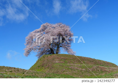 【福島の桜】北成田地区平堂壇の桜_08 142349277