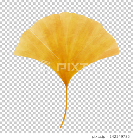 A watercolor-style illustration of autumn-colored ginkgo leaves. A watercolor-style illustration of autumn-colored ginkgo leaves. 142349786
